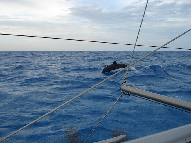 Bahamas Dolphins